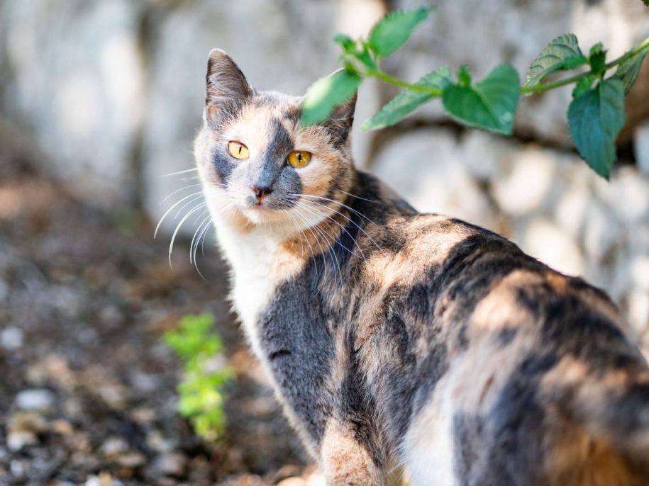 Blick einer Katze im Garten der Lykia Lodge – natürliche Umgebung und tierische Begegnungen.